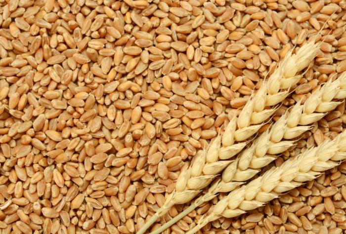 Пшеница – главная зерновая культура
